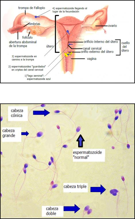 Spermogram picture 0be1f2d26dab9eaa547c92ba98fc2ce7de8248d21663a2986167a71dcb49d0f0